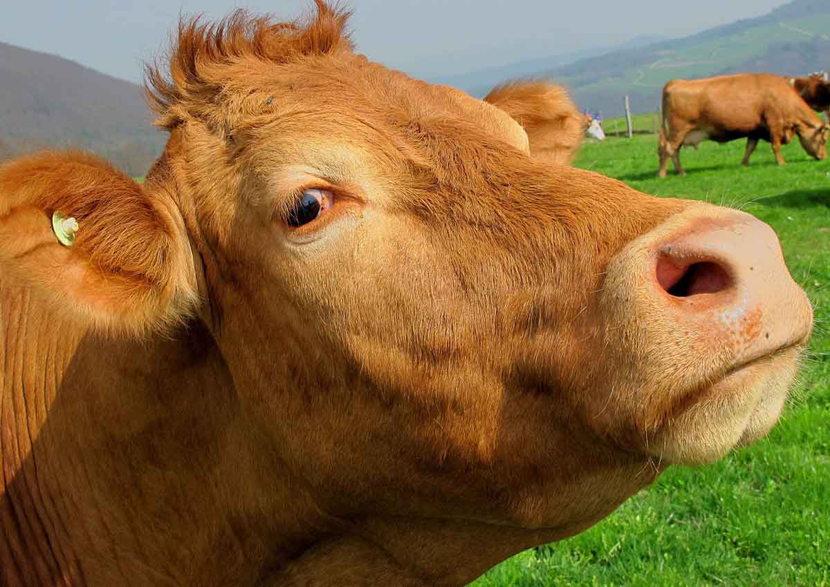 Kuh, Biohof Langenbach