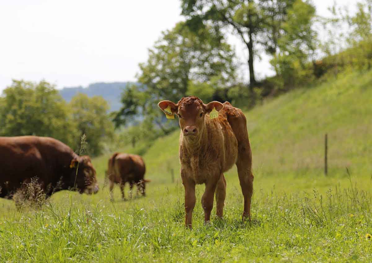 Kuh, Biohof Langenbach